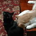 Ozzy and Mermi